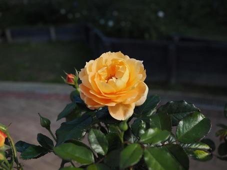 バラ園にて黄色い薔薇を撮った写真です バラ園にて黄色い薔薇を撮った写真ですの写真