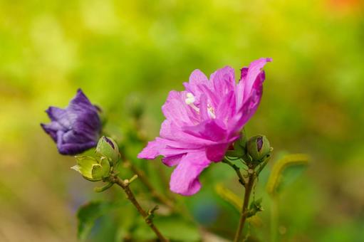 ピンク色の花を咲かせたムクゲの写真