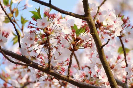 桜 桜の写真