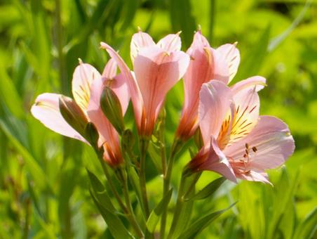 Photo, alstroemeria, lily narcissus, lycoris traubii (species of spider lily), 