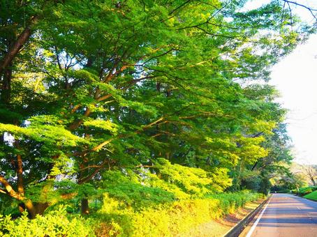 夕方の木々 夕方の木々の写真