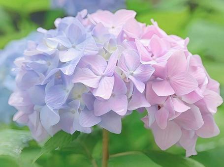 紫陽花 紫陽花の写真
