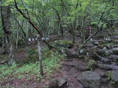 編笠山への登山道 八ヶ岳,編笠山,観音平の写真素材