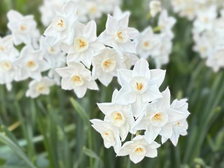 水仙の花 水仙の花 水仙,花壇,公園の写真素材