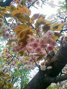 ライトピンクの八重桜2 ライトピンクの八重桜2の写真