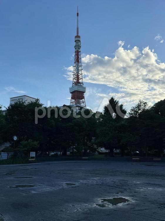 夕方　芝公園から見た東京タワー 晴天,東京タワー,風景の写真素材