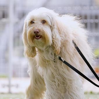 Photo, dog, labradoodle, popularity, 