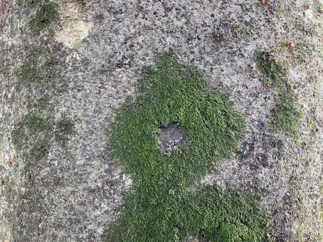 苔と樹皮肌テクスチャー 苔と樹皮肌テクスチャーの写真