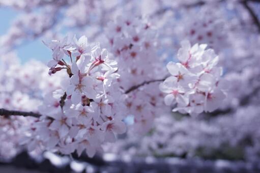 桜 桜の写真