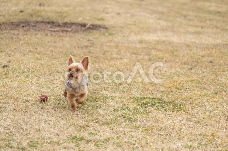 ボール遊びをするヨークシャテリア 犬,いぬ,イヌの写真素材