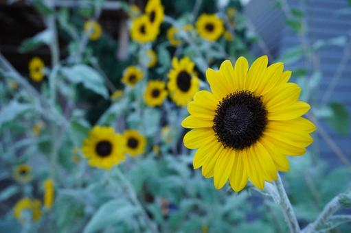 ひまわり ひまわりの写真