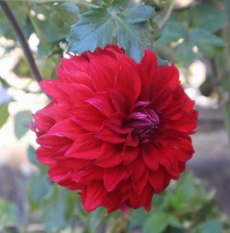 木立ダリア ダリア,花,flowerの写真素材