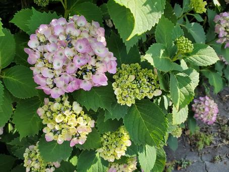 あじさい Hydrangeas あじさい Hydrangeas の写真
