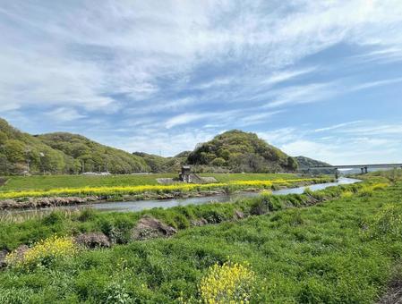 【花の写真】菜の花が咲く風景 【花の写真】菜の花が咲く風景 菜の花,なのはな,アブラナの写真素材