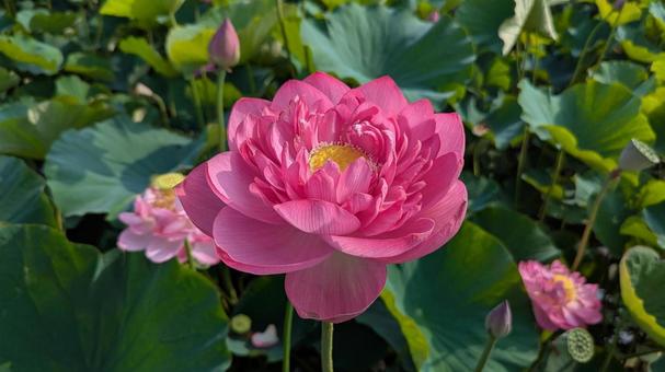 ピンクの蓮の花 ピンクの蓮の花の写真
