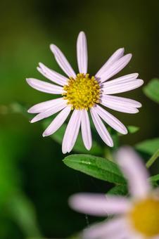 ノコンギク ノコンギク,野紺菊,野菊の写真素材
