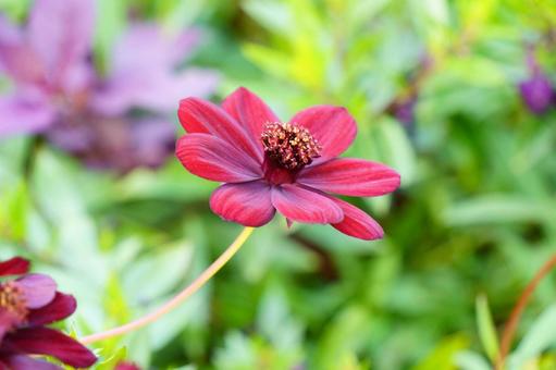 チョコレートコスモス チョコレートコスモス,花,クロ紫色の写真素材
