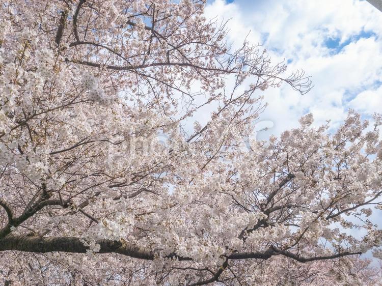 たくさんの桜と空 桜,さくら,サクラの写真素材