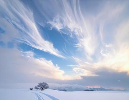 雪原に立つ一本の木と冬の空 雪原に立つ一本の木と冬の空の写真
