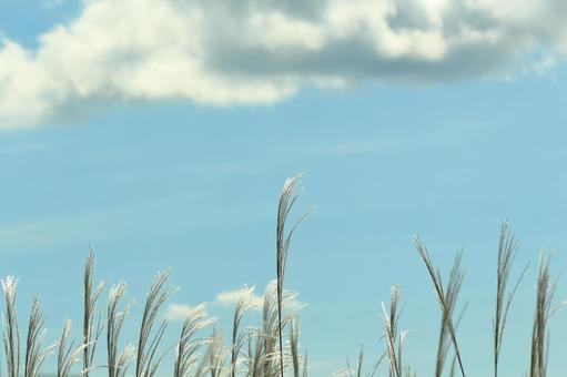 すすきと秋空 すすきと秋空の写真