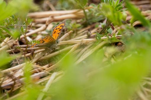 ベニシジミ⑴ 春,昆虫,チョウの写真素材