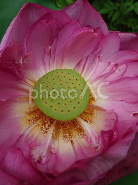 アップで撮る蓮の花 蓮,春,ピンクの写真素材