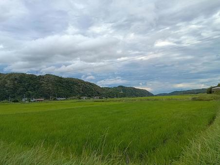 田んぼ02 田んぼ02の写真