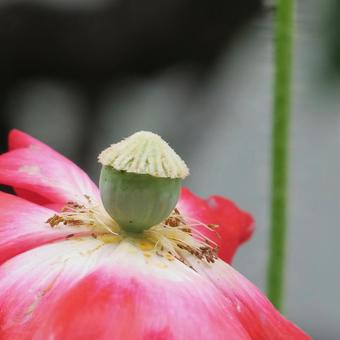 ポピー ポピーの写真