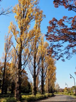 秋の水元公園・ポプラ並木の紅葉（葛飾区） 秋,水元公園,紅葉の写真素材