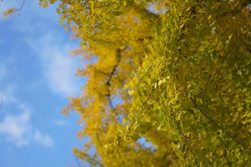 イチョウ イチョウ,銀杏,黄葉の写真素材