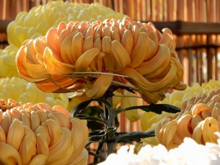 【風景写真】福山菊花展覧会の風景 キク,菊,菊花展の写真素材