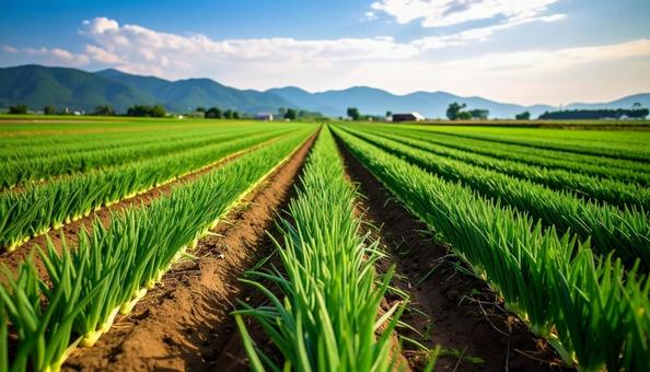 畑にはえているネギの写真