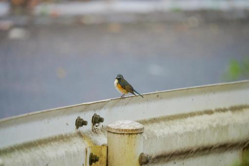 公園で暮らすルリビタキ ルリビタキ,野鳥,冬鳥の写真素材