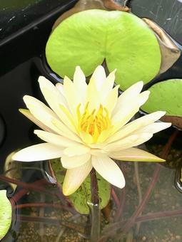 睡蓮 睡蓮 花,睡蓮,ビオトープの写真素材