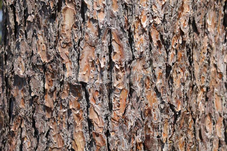 樹皮4 tree,でこぼこ,バックグラウンドの写真素材