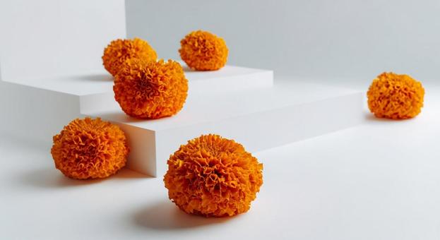 白背景とマリーゴールド 白背景とマリーゴールドの写真