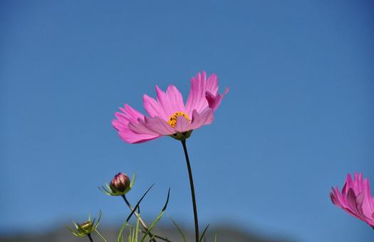Blue sky and cosmos, JPG