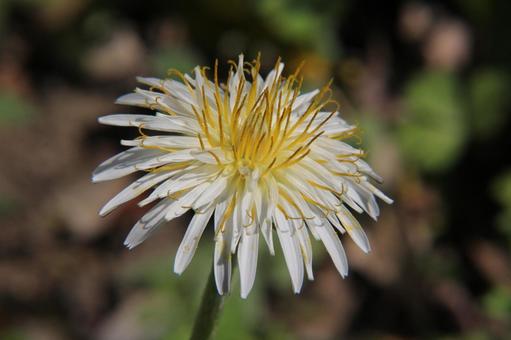 Dandelion Close-up, JPG Dandelion Close-up, JPG