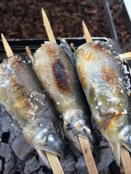 鮎の塩焼き 鮎の塩焼きの写真