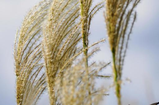 ススキ⑻ ススキ⑻ 植物,ススキ,すすきの写真素材