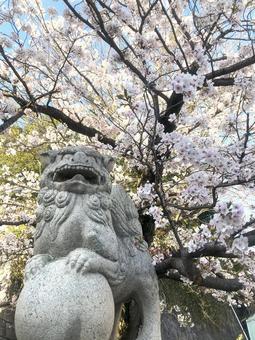 Photo, cherry blossoms, koma, landscape, 