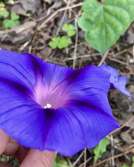 朝顔見つけた 朝顔,花,子供の手の写真素材