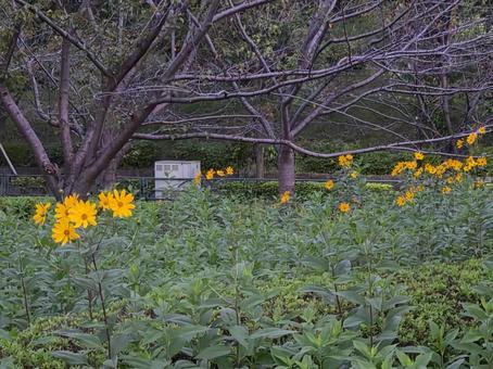 秋の花 朝,花,秋の写真素材
