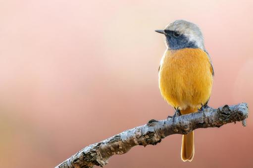 枝にとまるジョウビタキ・コピースペース ジョウビタキ,ジョビオ,ジョウビタキのオスの写真素材