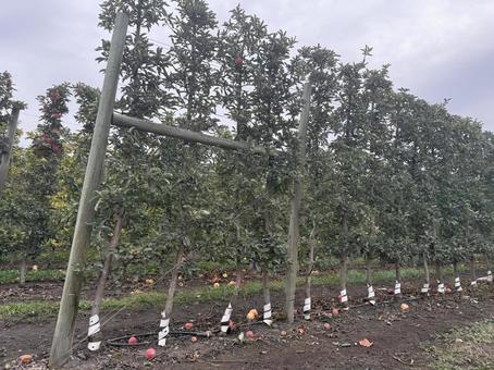 りんご農園 りんご農園の写真