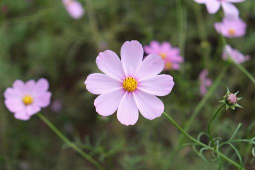 ピンク色のコスモス コスモス,秋桜,花の写真素材