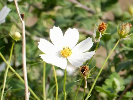 【花の写真】コスモス（秋桜） コスモス,秋桜,自然の写真素材