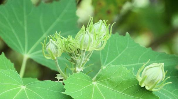 フヨウの木 蕾 フヨウの木 蕾 フヨウ,蕾,芙蓉の写真素材