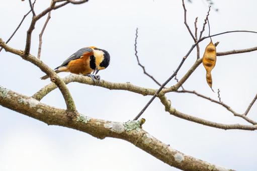 ヤマガラ(41)の写真