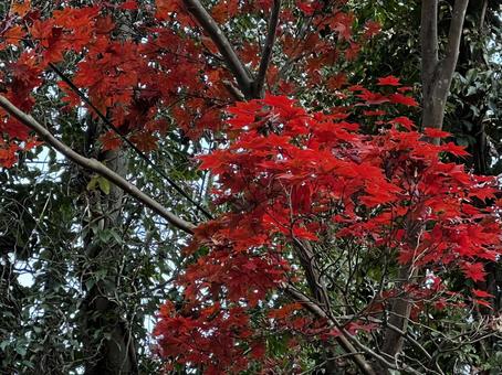 紅葉 紅葉の写真
